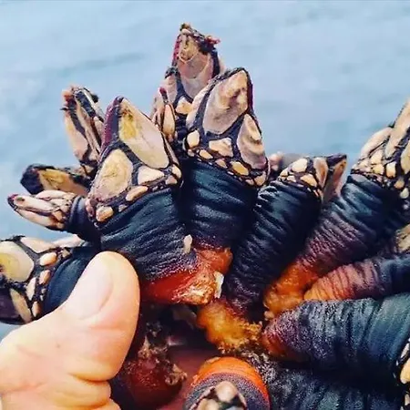 Tininha Da Ilha - Escape דירה *