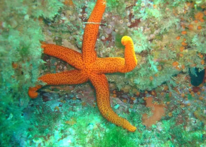 アパート Tininha Da Ilha - Escape ペニシェ