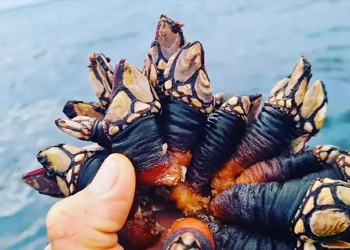 Tininha Da Ilha - Escape アパート *